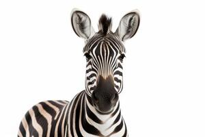 AI generated zebra isolated on white background photo