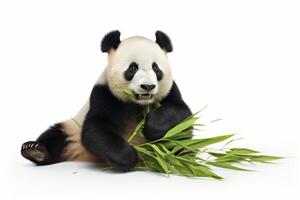 AI generated panda bear clipart photo