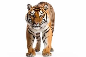 AI generated Wild tiger clipart photo