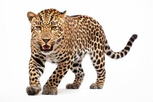 AI generated leopard isolated on plain background photo