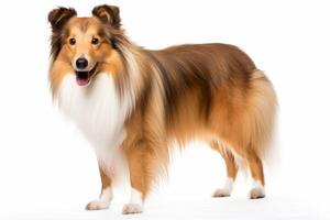 AI generated Shetland sheepdog clipart photo