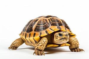 AI generated turtle illustration clipart photo