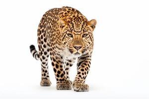 ai generado leopardo aislado en llanura antecedentes foto