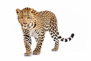 AI generated leopard isolated on plain background photo