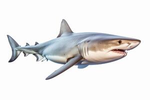 AI generated Great white shark clipart photo