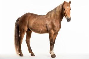 AI generated Horse isolated on white background photo