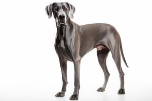 AI generated Great Dane dog clipart photo