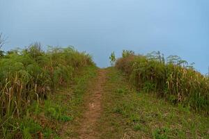 Landscape view walking path with green grass covering both sides.route heads to the mountaintop view point of Phu Langka. Under clear of blue sky. At Phu Langka Phayao Province of Thailand. photo