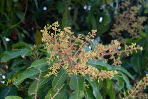 Mango flowers on the tree in the garden. Flowers shine in the sunlight. photo