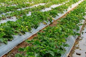 Plantation plot of strawberry trees. Strawberries are grown in rows on weed-proof plastic. Agriculture of upcountry. photo