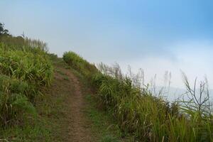 Landscape view walking path with green grass covering both sides.route heads to the mountaintop view point of Phu Langka. Under clear of blue sky. At Phu Langka Phayao Province of Thailand. photo