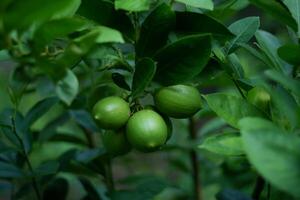 a snapshot of a green, unripe lemon photo