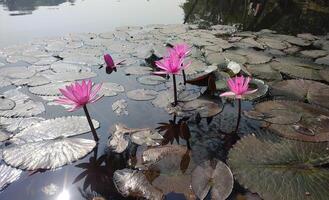 Water lily flower photo