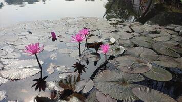 Water lily flower photo