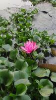 Water lily flower photo