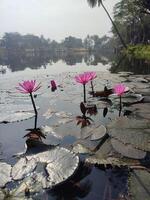 Water lily flower photo