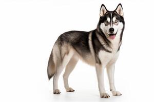 AI generated Siberian husky dog clipart photo