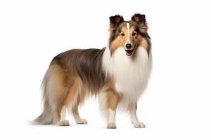 AI generated Shetland sheepdog clipart photo