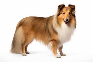 AI generated Shetland sheepdog clipart photo