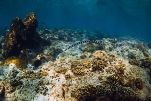 Underwater scene with corals and sea snake in tropical ocean photo