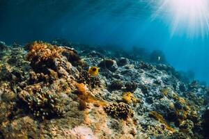 Underwater scene with corals, fish and sea snake. Tropical sea photo