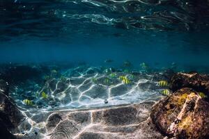 Underwater scene with corals and striped fish. Tropical blue sea photo