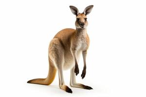 AI generated Kangaroo isolated on white background clipart photo