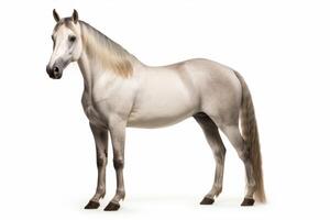 AI generated Horse isolated on white background photo