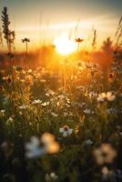 AI generated the sun is setting over a field of flowers photo