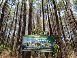 Pine forest in Mount Merbabu National Park, Central Java, Indonesia photo