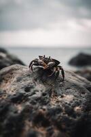 ai generado un cangrejo sentado en parte superior de un rock en un playa foto