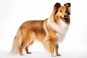 AI generated Shetland sheepdog clipart photo