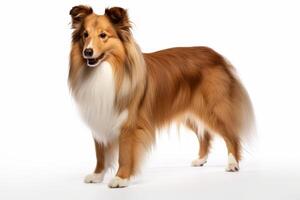 AI generated Shetland sheepdog clipart photo