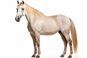 AI generated Horse isolated on white background photo