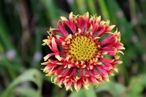 Beautiful blooming daisy flower, nice petal color photo