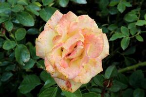 Beautiful white rose with pink lip photo