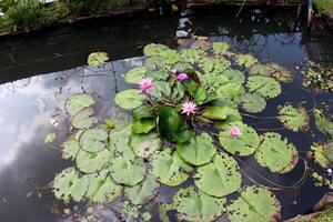 loto o agua lirio en estanque foto