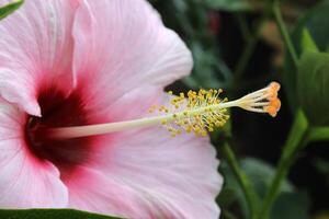 cerca arriba de un rosado hibisco flor foto