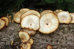 mushrooms on the death tree log photo