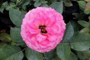 pink rose in the garden, beautiful rose flower photo