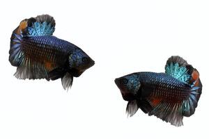 belleza y negrita Betta pez, Betta espléndido, siamés luchando pescado foto