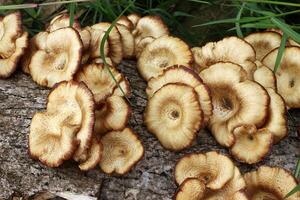 mushrooms on the death tree log photo