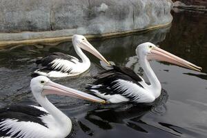 a group of pelicans swimming in the pond chasing fish photo