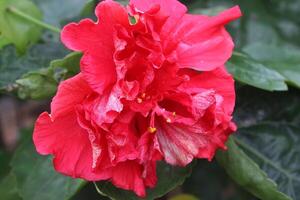 red roses, local red roses photo