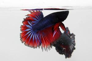 Beautiful fancy betta fish on white background photo