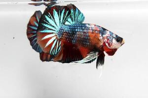 Beautiful short tail fancy betta fish on white background photo