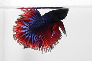 Beautiful fancy betta fish on white background photo