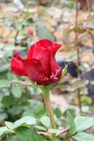 red roses, local red roses photo