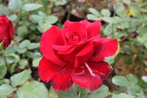 red roses, local red roses photo