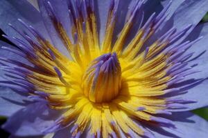 lotus or water lily in pond photo